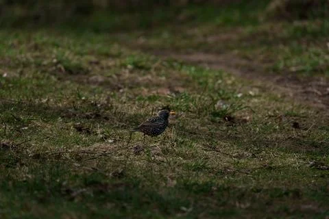 Common starling Stock Photos