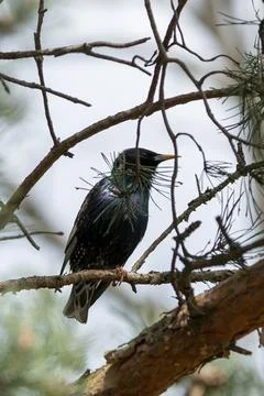 Common Starling on a Pine Branch Stock Photos