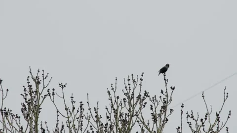 Common starling singing from top of bare alder tree, overcast sky. 4K 60fps. Stock Footage 334168339