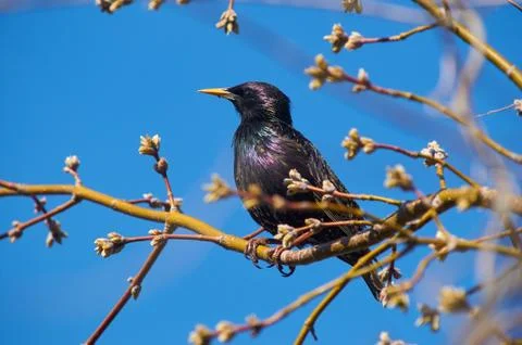 Common starling sits on an maple tree branch during the breeding season in th Stock Photos