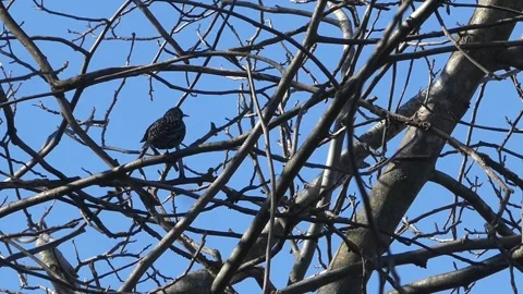 Common starling sitting on a tree branch against blue sky in spring Stock Footage 331791552