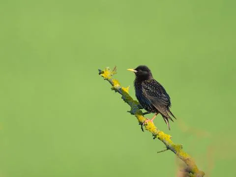 A Common Starling sitting on a tree Stock Photos