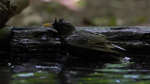 Common starling, slow motion Stock Footage 267467064