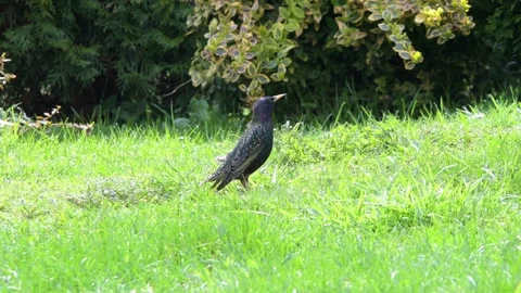 Common starling, standing on grass in spring Stock Footage 238466749
