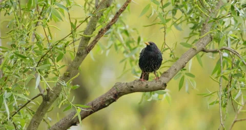 A common starling standing on a tree branch Stock Footage 253029620