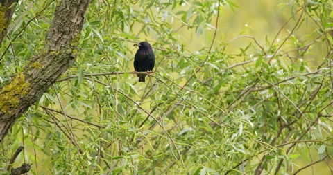 A common starling standing on a tree branch Stock Footage 253031753