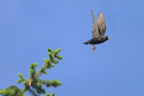 A common starling taking off a tree Stock Photos
