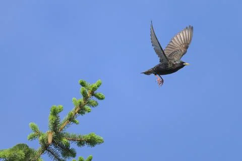 A common starling taking off a tree Stock Photos