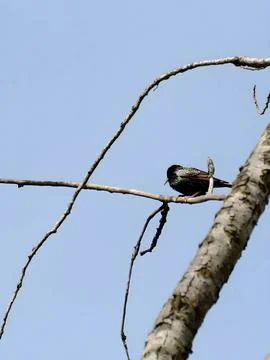 Common starling on a tree branch against the sky. Foto stock