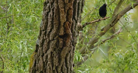 A common starling on a tree branch Stock Footage 253032363