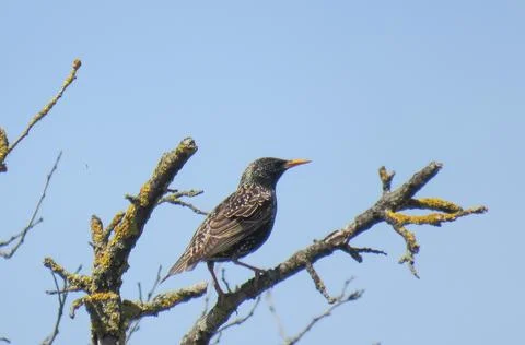 Common starling on a tree branch Stock Photos