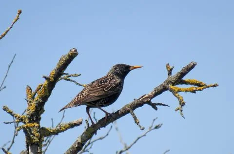 Common starling on a tree branch Photos