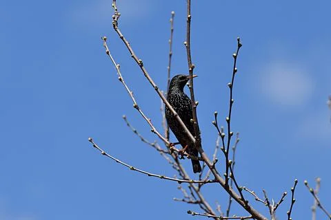 Common starling on a tree branch in spring. Stock Photos