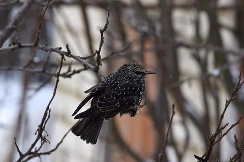 Common starling on a tree branch in winter. Stock Photos