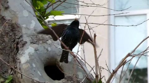 Common Starling at Tree Cavity Calling – Urban Wildlife Close-Up Stock Footage 321856488