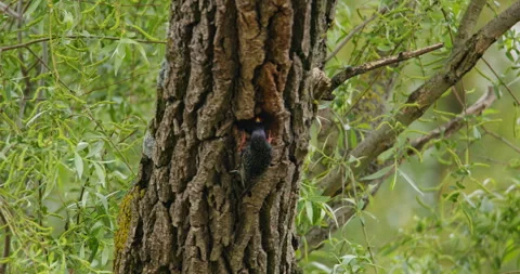 Common starling on a tree Video stock 253030859