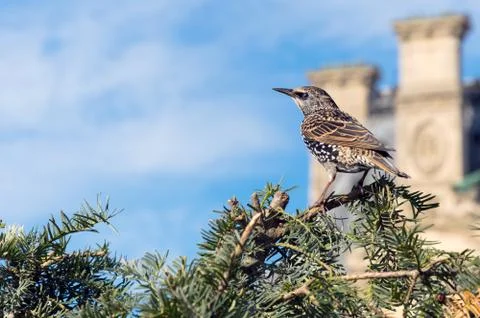 Common Starling on the tree Stock Photos