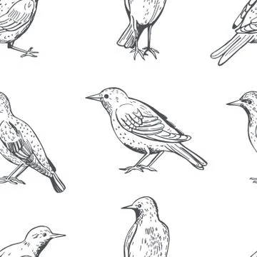 Common starling. Vector pattern. イラスト素材