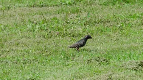 Common starling walking Video stock 332456445