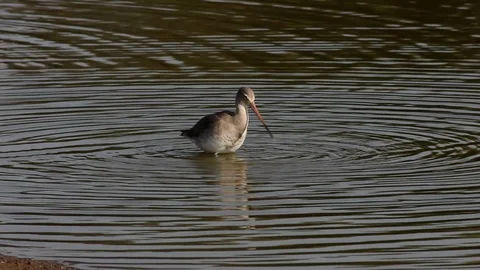 Common Stilt Bird Diving and Feeding in Water Video stock 86312126
