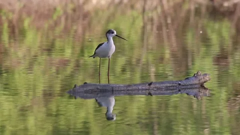 Common stilt takes flight Stock Footage 315445449