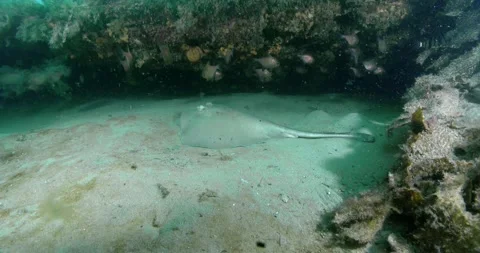 The common stingaree (Trygonoptera testacea) Dolly Shot Clip0753 Stock Footage 235787200