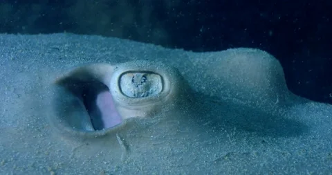 The common stingaree (Trygonoptera testacea) Eye And Spiracle Details Clip7553 Stock Footage 229623152