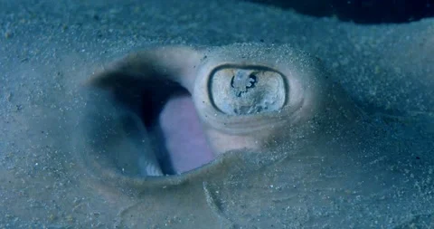 The common stingaree (Trygonoptera testacea) Eye And Spiracle Clip7552 Stock Footage 229623642