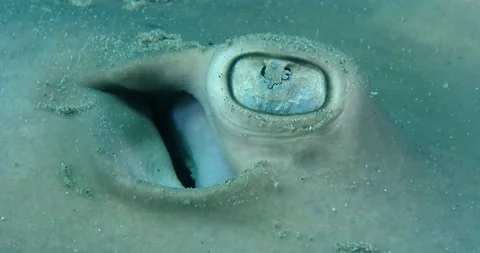 The common stingaree (Trygonoptera testacea) Eye And Spiracle Details Clip7760 Stock Footage 230000739