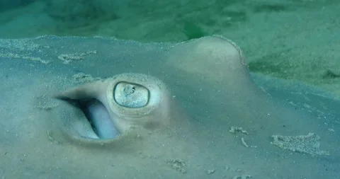 The common stingaree (Trygonoptera testacea) Eye And Spiracle Details Clip7762 Stock Footage 230000750