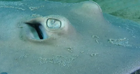 The common stingaree (Trygonoptera testacea) Eye And Spiracle Details Clip7758 Stock Footage 230001093
