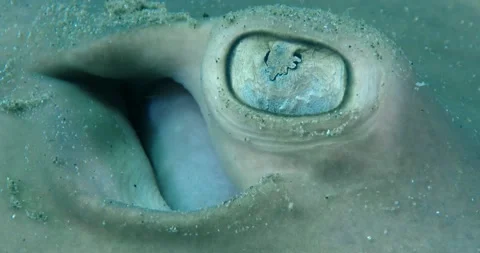 The common stingaree (Trygonoptera testacea) Eye And Spiracle Details Clip7760 Stock Footage 230001166