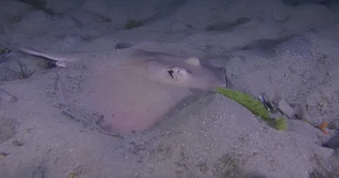 The common stingaree (Trygonoptera testacea Müller &amp; Henle). Video stock 279203038