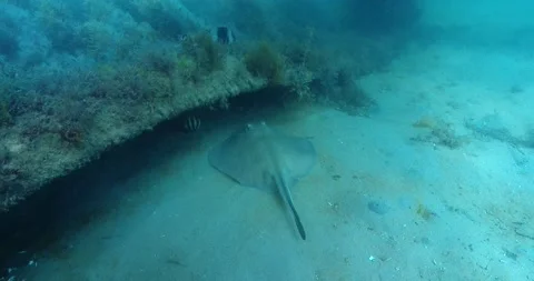 The common stingaree (Trygonoptera testacea). Runs Away Clip7385 Stock Footage 229668346