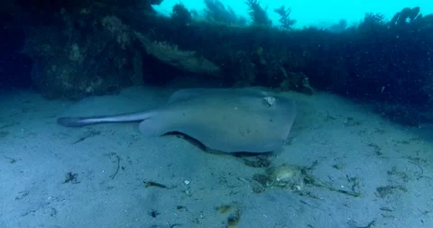 The common stingaree (Trygonoptera testacea) Under The Pier, Arc Shot Clip7541 Stock Footage 229668362