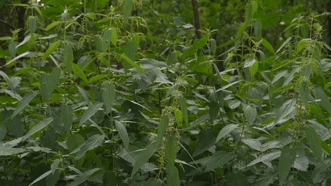 Common stinging nettles Stock Footage 91324427