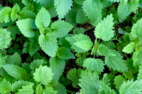 Common stinging nettles top view pattern Stock Photos