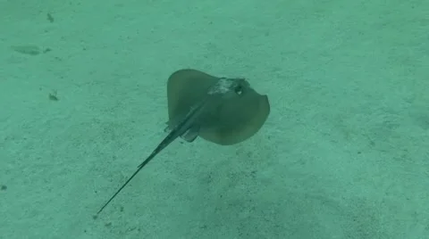 Common stingray (Dasyatis pastinaca). Stock Footage 63106182