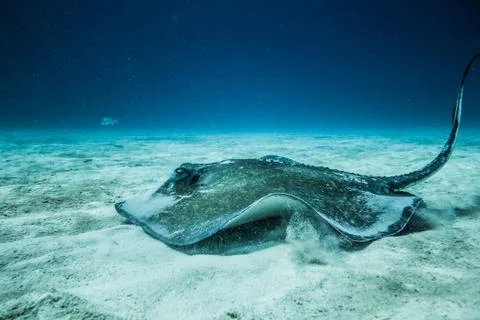 Common Stingray on the ground of the ocean. Stock Photos