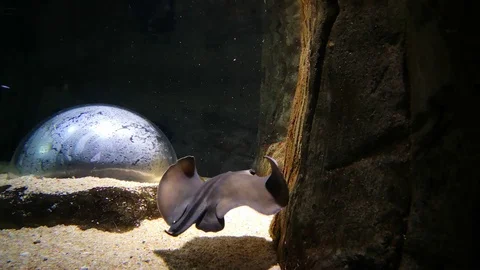 The common stingray swimming in slow motion in an aquarium. Stockbeeldmateriaal 113665097
