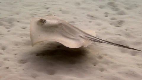 A common stingray swims along the sandy Mediterranean sea floor Stock Footage 238770335