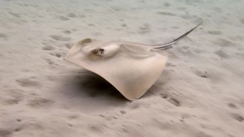A common stingray swims along the sandy Mediterranean sea floor Stock Footage 238770350