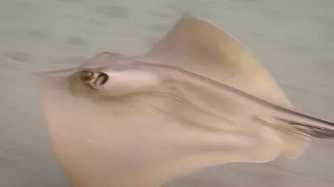 A common stingray swims along the sandy Mediterranean sea floor Stock Footage 238770416