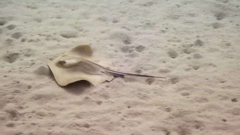 A common stingray swims along the sandy Mediterranean sea floor Stock Footage 238770454