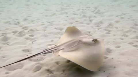 A common stingray swims along the sandy Mediterranean sea floor Stock Footage 238770643