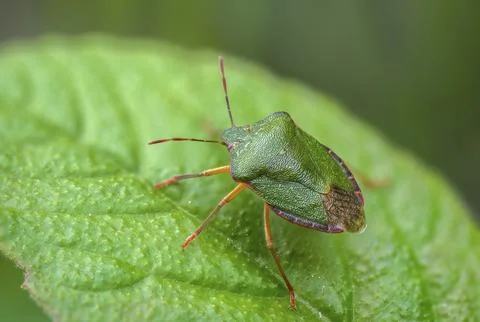 Common stink bug, common greenling, green pentatomide bug, green stink bug, Stock Photos
