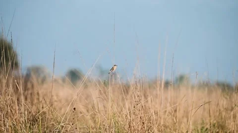 Common stonechat in the beautiful grasslands of Corbett national park Stock Footage 296314526