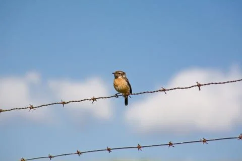 Common stonechat bird Stock Photos