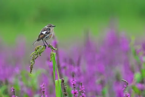 Common stonechat Stock Photos