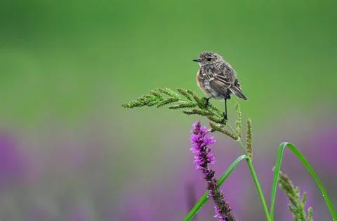 Common stonechat Stock Photos